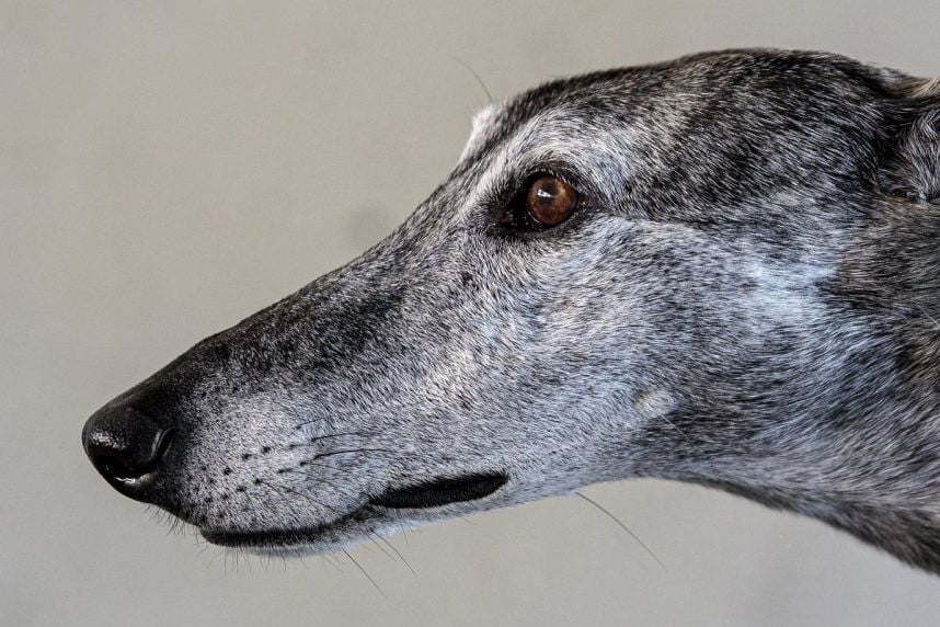 Florida Greyhound Kennel Can’t Claim Compensation for Racing Ban